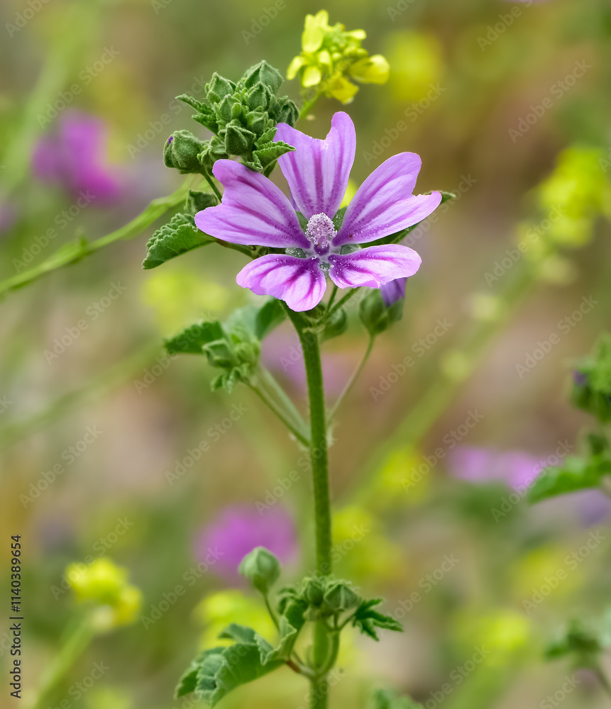 peaceful flowers and natural environment in nature peaceful flowers and natural environment in nature