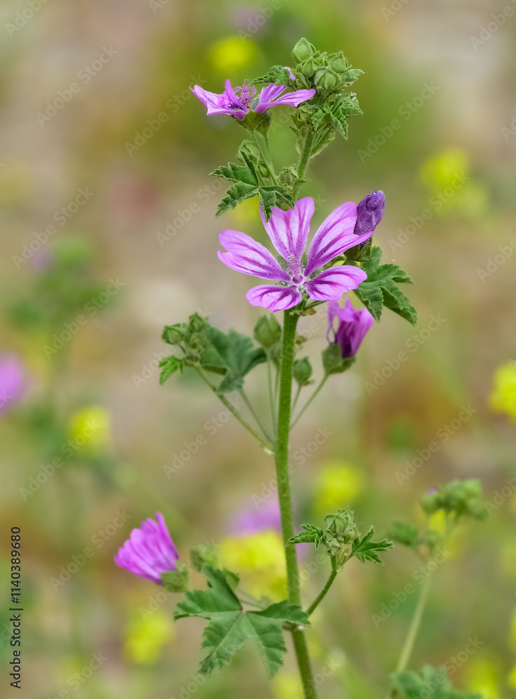 peaceful flowers and natural environment in nature peaceful flowers and natural environment in nature