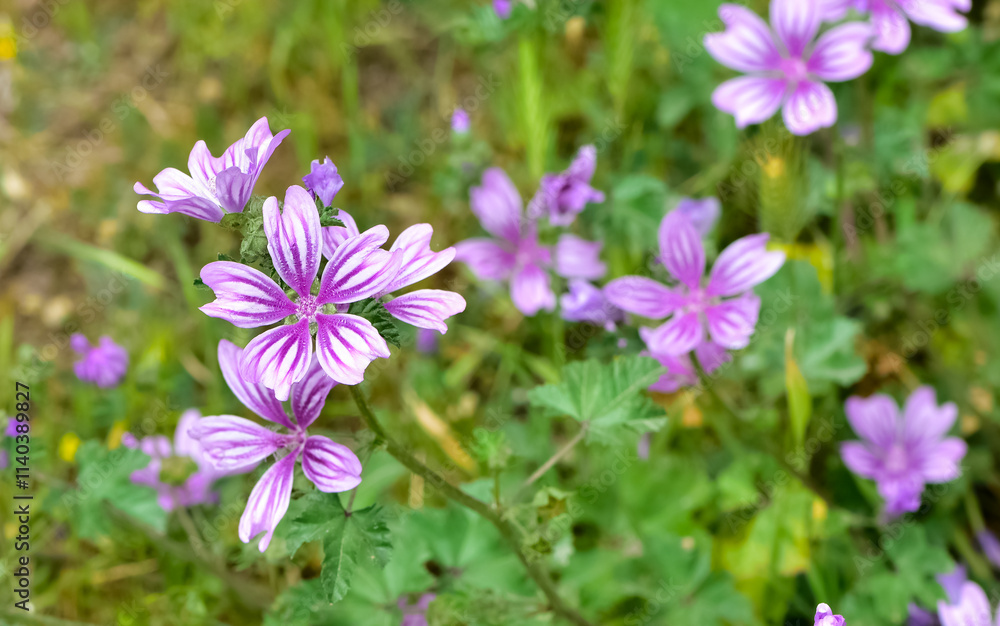 peaceful flowers and natural environment in nature peaceful flowers and natural environment in nature