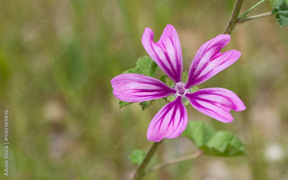 peaceful flowers and natural environment in nature peaceful flowers and natural environment in nature