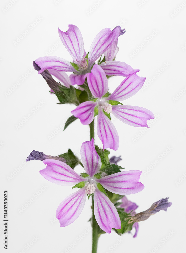 peaceful flowers and natural environment in nature peaceful flowers and natural environment in nature