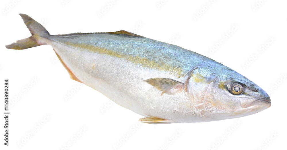 Fish yellowtai on white background (Japanese amberjack) isolated Fish yellowtai on white background (Japanese amberjack) isolated