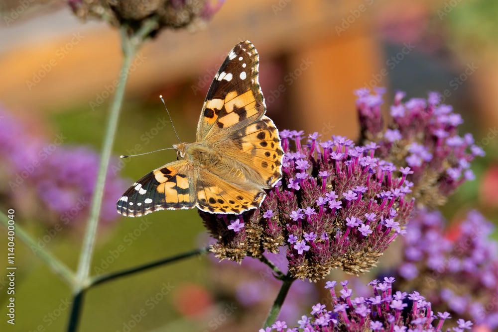 Painted Lady (Vanessa Cardui) Butterfly perched on purple flower in Zurich, Switzerland Painted Lady (Vanessa Cardui) Butterfly perched on purple flower in Zurich, Switzerland