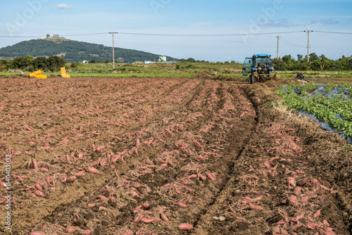 Fields of sweet potatoes along the Jeju Olle Trail, Hamo, Jeju Island, South Korea photo