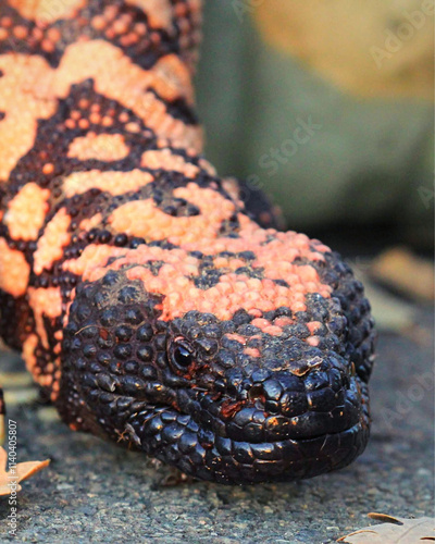 Close-up of a Gila monster with its distinctive black and pink bead-like scales, highlighting the reptile's textured skin and intense gaze. photo