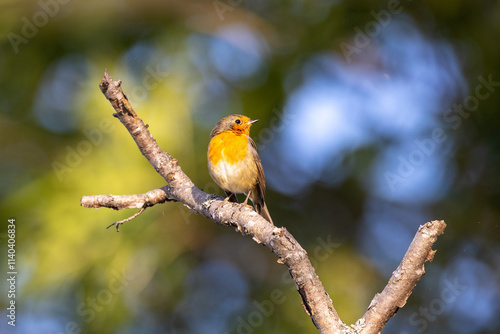 european robin on a branch