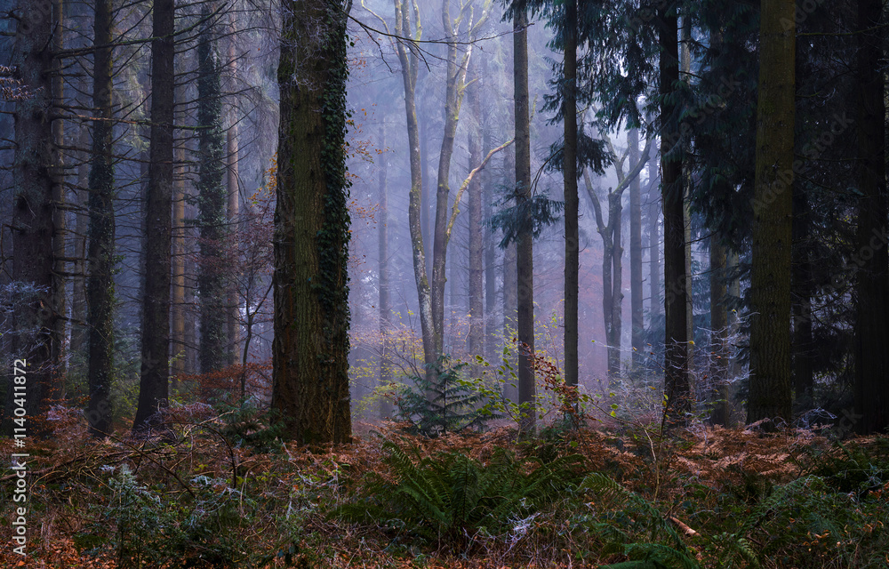 morning in misty forest
