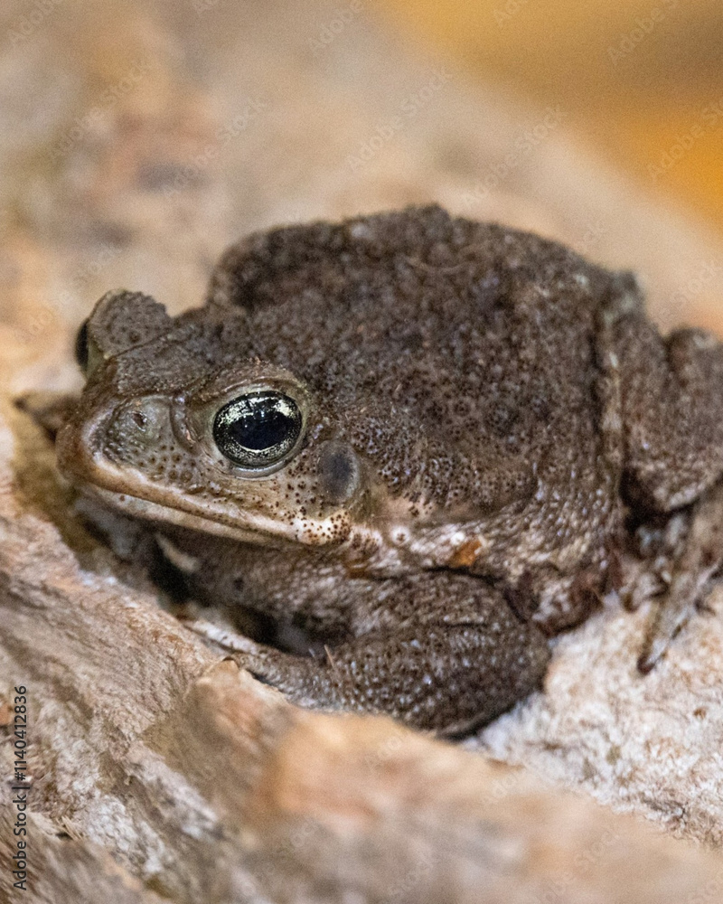 Close-up of a textured toad resting on a rough, earthy surface, showcasing its detailed, bumpy skin and reflective eyes in a natural environment Close-up of a textured toad resting on a rough, earthy surface, showcasing its detailed, bumpy skin and reflective eyes in a natural environment