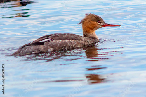 The common merganser is a large duck with a long, narrow beak that swims on a large lake.