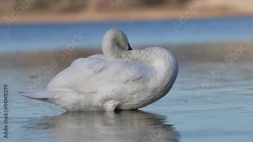 Mute swan cleaning it's feather on lake water and reflection on water