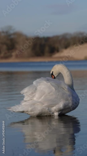 Mute swan cleaning it's feather on lake water and reflection on water