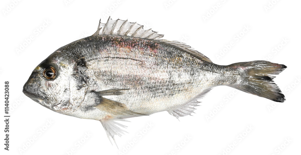 Gilt-head bream or silver seabream (Sparus aurata) isolated on white Gilt-head bream or silver seabream (Sparus aurata) isolated on white
