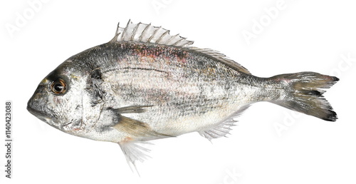 Gilt-head bream or silver seabream (Sparus aurata) isolated on white