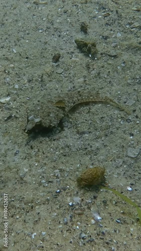 Top view of a female Dragonet fish on a sandy seabed among small hermit crabs on a sunny day, Camera moves around above the fish, Slow motion photo