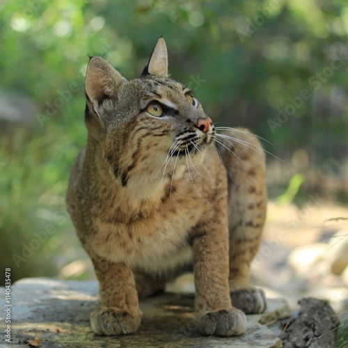 Stunning portrait of a bobcat in its natural habitat, gazing upwards with sharp focus, perfect for wildlife enthusiasts and natural landscape collectors photo