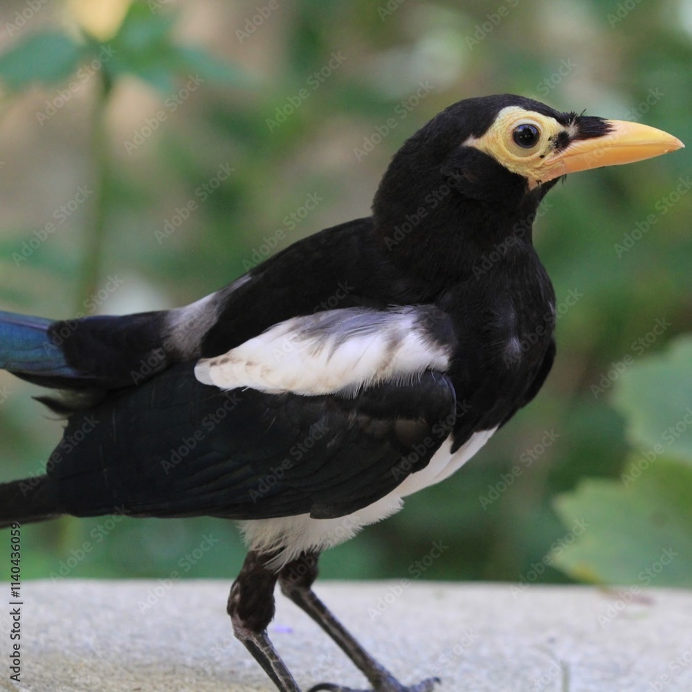 Obraz premium A close-up image of a striking black and white bird with a bright yellow face and beak, standing gracefully against a soft, green blurred background.