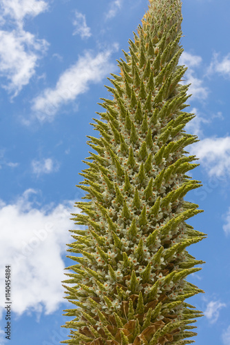 Puya photo