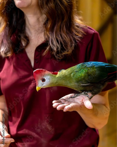 Vibrant turaco with striking green plumage and a red crest perched on a handler's hand, set against a warm indoor backdrop. photo