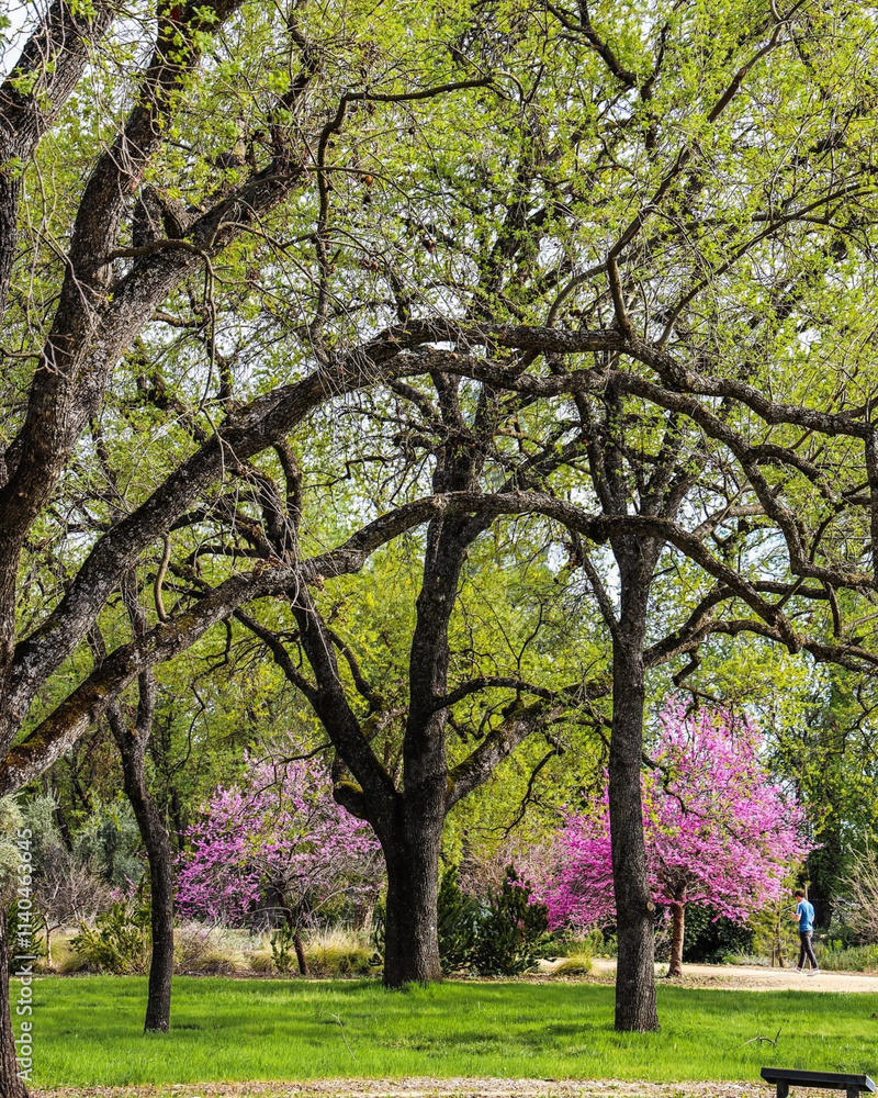 Lush green park with sprawling tree branches framing vibrant pink blossoms in the background, and a lone figure strolling on a sunny pathway Lush green park with sprawling tree branches framing vibrant pink blossoms in the background, and a lone figure strolling on a sunny pathway