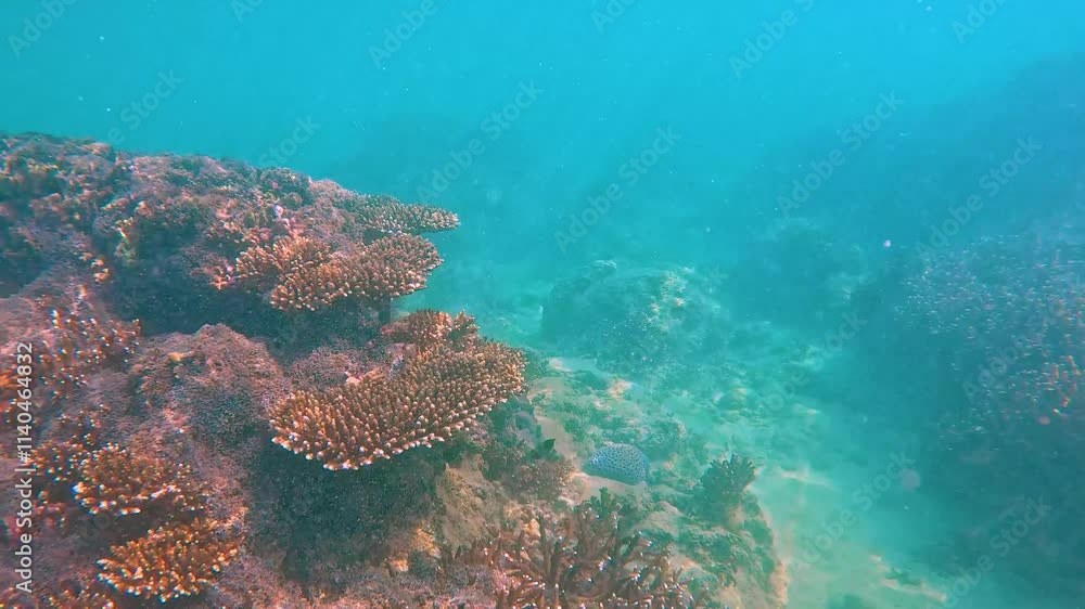 Coral reef, tropical schools of fish under sunlight in clear warm ocean waters, diving view wildlife review Coral reef, tropical schools of fish under sunlight in clear warm ocean waters, diving view wildlife review