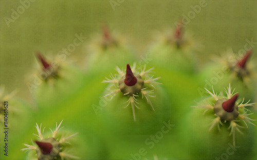 Macro Shot of a Cactus Spine