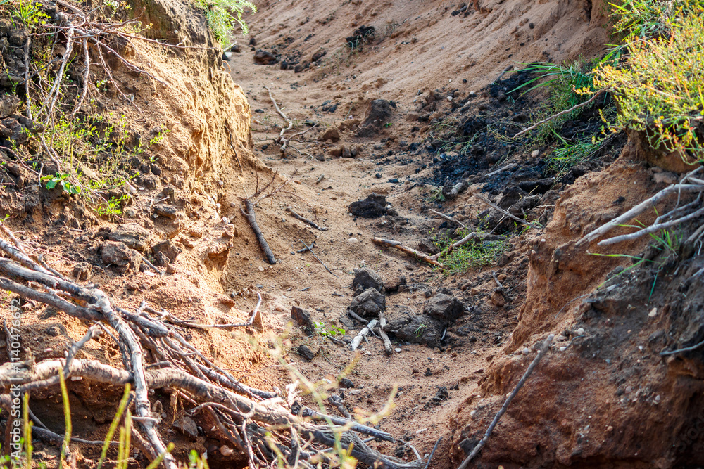 Erosion of a crevice in sandy soil on a slope after rain Erosion of a crevice in sandy soil on a slope after rain