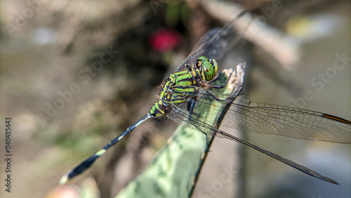 Photography Close up or macro photo of a dragonfly (Capung) or suborder Anisoptera in a garden