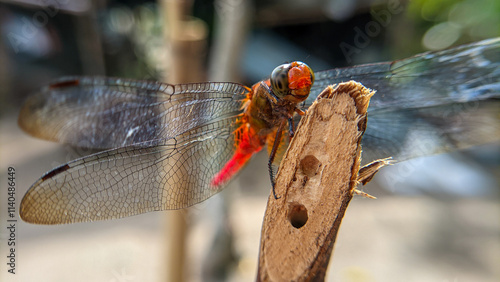 Photography Close up or macro photo of a dragonfly (Capung) or suborder Anisoptera in a garden