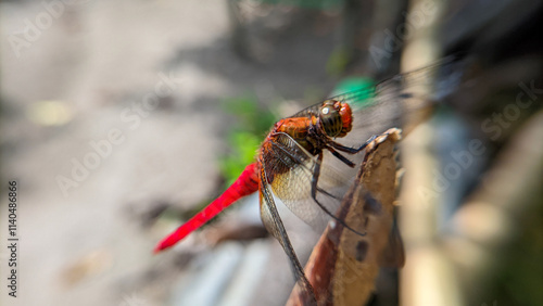 Photography Close up or macro photo of a dragonfly (Capung) or suborder Anisoptera in a garden