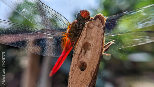 Photography Close up or macro photo of a dragonfly (Capung) or suborder Anisoptera in a garden