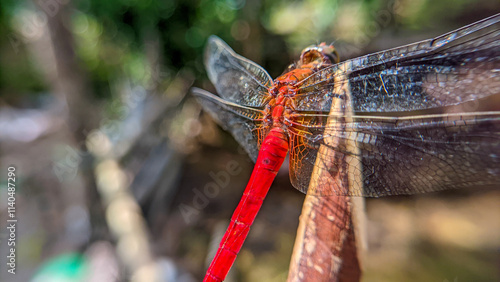 Photography Close up or macro photo of a dragonfly (Capung) or suborder Anisoptera in a garden