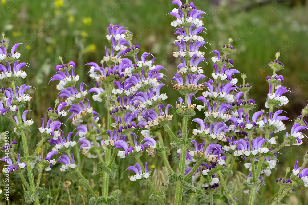 wild plant pictures, medicinal flowers. plant with blue flowers. wild plant pictures, medicinal flowers. plant with blue flowers.