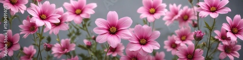 Colorful pink flowers blooming on a soft focus background with subtle texture , soft focus, vibrant, background