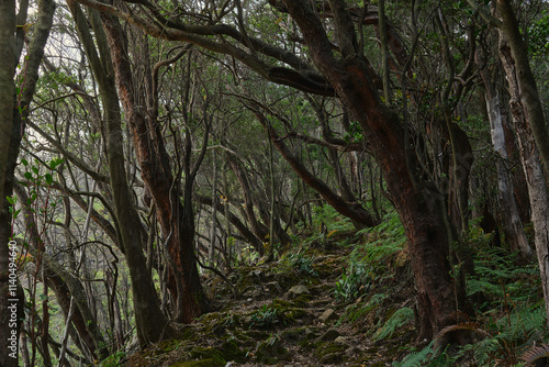 Enchanted Forest Path Through Twisting Trees