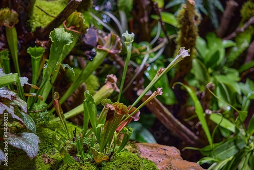 Close up view of diverse plants thriving in a greenhouse garden environment during daylight hours