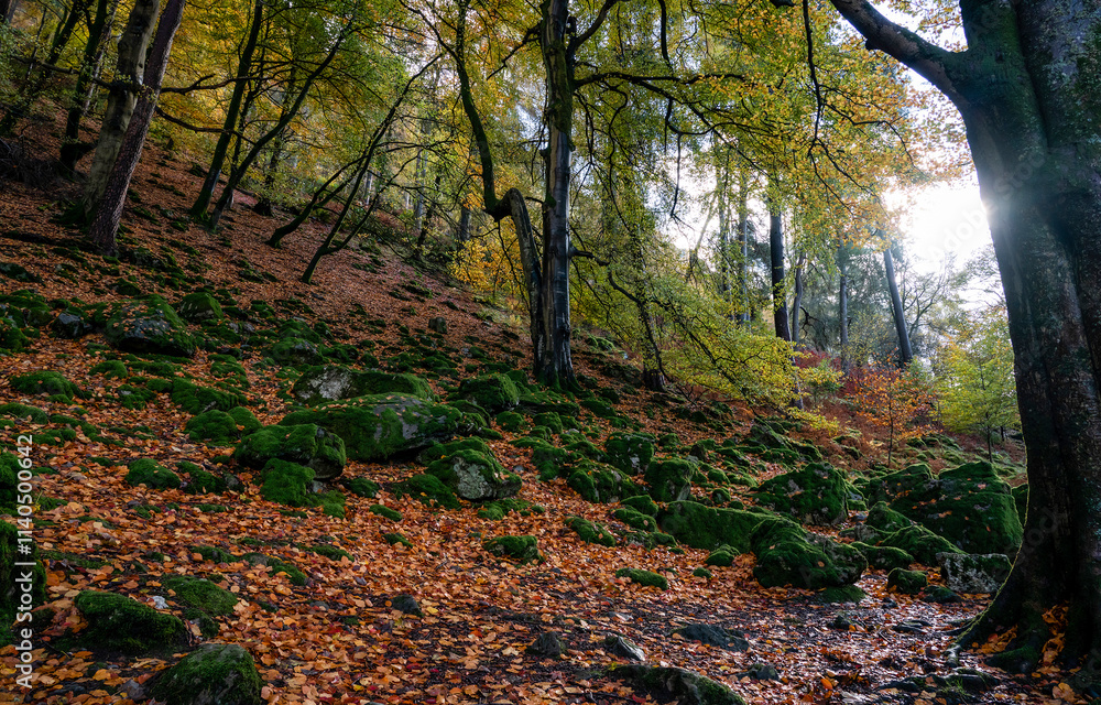 autumn forest in the morning autumn forest in the morning