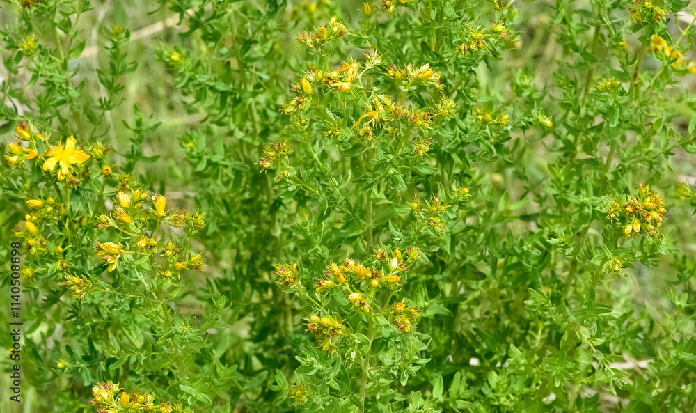 Fototapeta premium yellow flowering plants. wild plants and flowers photos.
