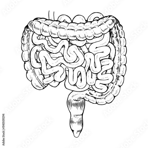 Vector illustration of the human digestive system, showing large and small intestines separately. Hand drawn, black and white design ideal for medical, educational or biological purposes.
