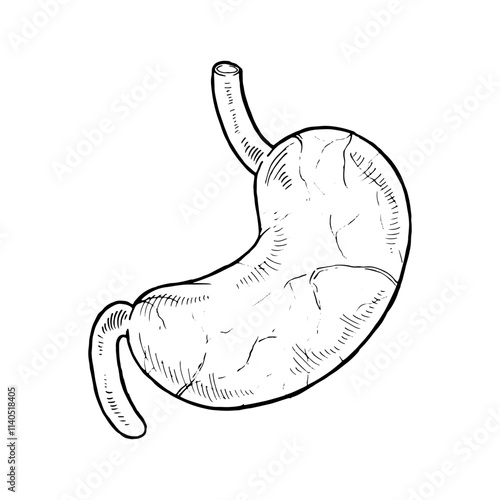 Detailed vector illustration of the human stomach and digestive system. Hand drawn anatomical sketch in black and white. Ideal for medical, educational, or biological presentations