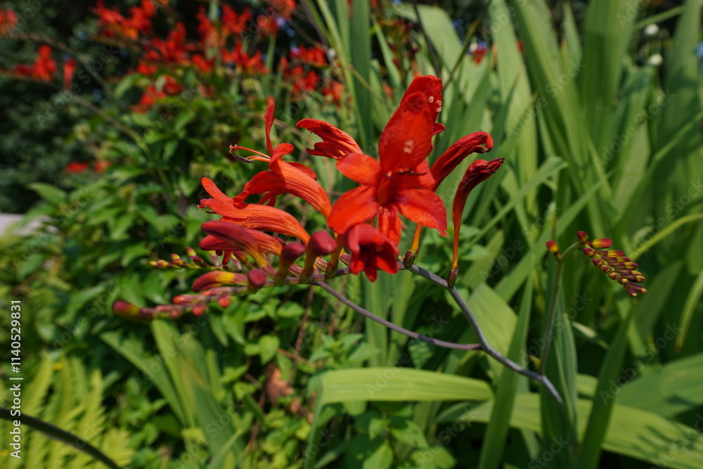 Close up of a red crocosmia lucifer flower blooming in the summer