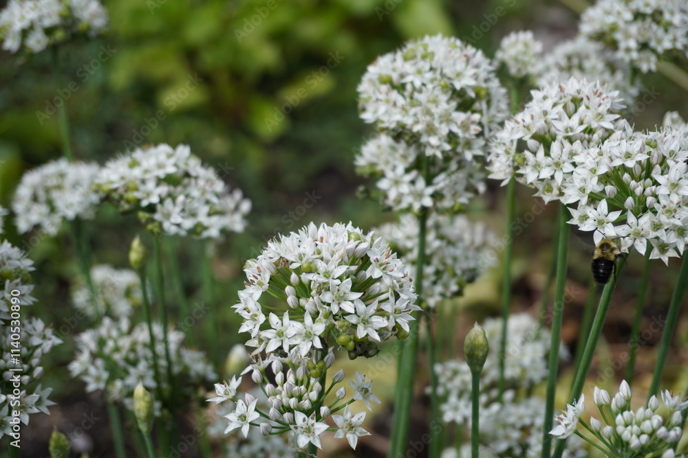 close up of white garlic flowers close up of white garlic flowers