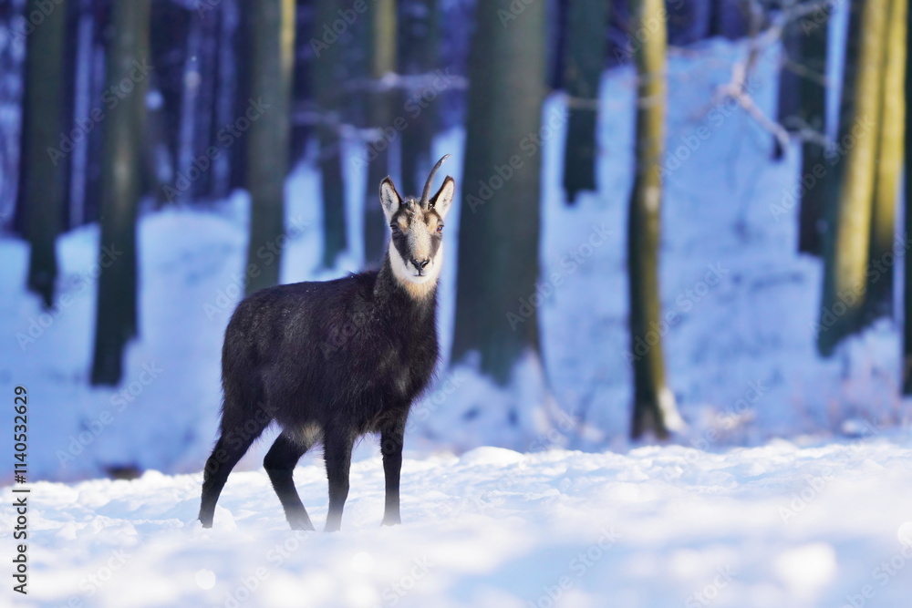 A chamois stands in a snowy forest. Winter scene with horn animal. Rupicapra rupicapra. Animal from Alp. A chamois stands in a snowy forest. Winter scene with horn animal. Rupicapra rupicapra. Animal from Alp.