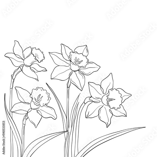 Vector line art illustration of blooming daffodils. Hand drawn outline of narcissus flowers and leaves, botanical drawing for coloring books, floral, and decorative designs. White sketch flowers 