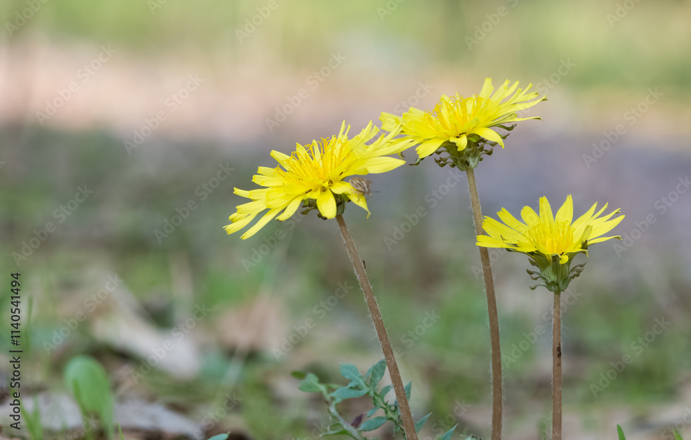 wild plants and medicinal flowers. dandelion photos. wild plants and medicinal flowers. dandelion photos.