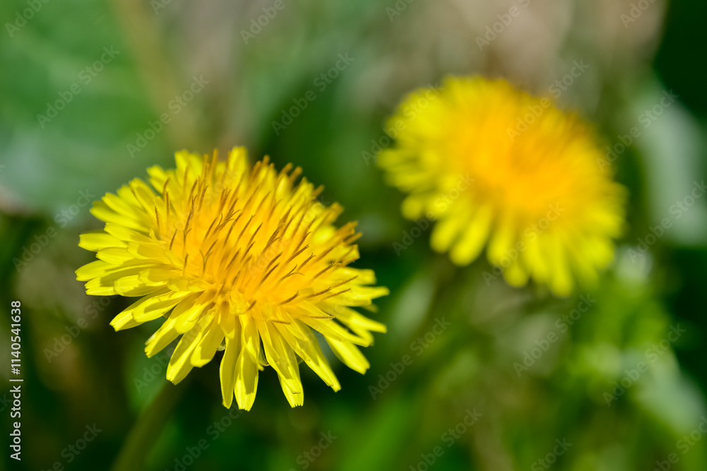 wild plants and medicinal flowers. dandelion photos. wild plants and medicinal flowers. dandelion photos.