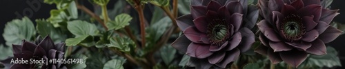 Side view of a mature black rose aeonium arboreum zwartkop with its dense foliage and dark green leaves , dense foliage, succulent plant, tropical landscape photo