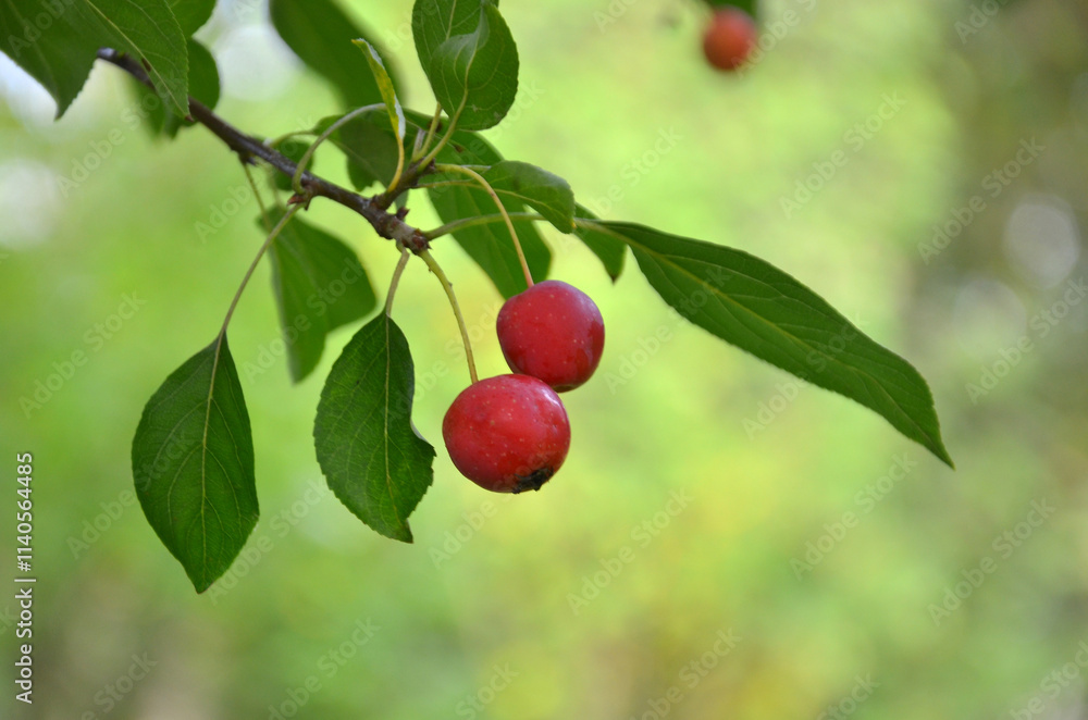 Small red paradise apples ripe on branch with green leaves against natural outdoors background. Free copy space. Small red paradise apples ripe on branch with green leaves against natural outdoors background. Free copy space.