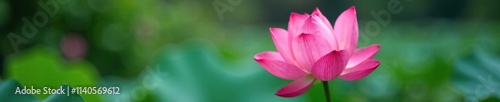 Delicate pink lotus flower petals are gently swaying in soft breeze, pink, petals