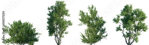 Set of Eurya emarginata and Acacia confusa frontal set street trees isolated png on a transparent background perfectly cutout photo