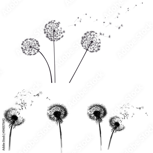 dandelion - minimalist and flat logo - vector illustration,dandelion flower background
